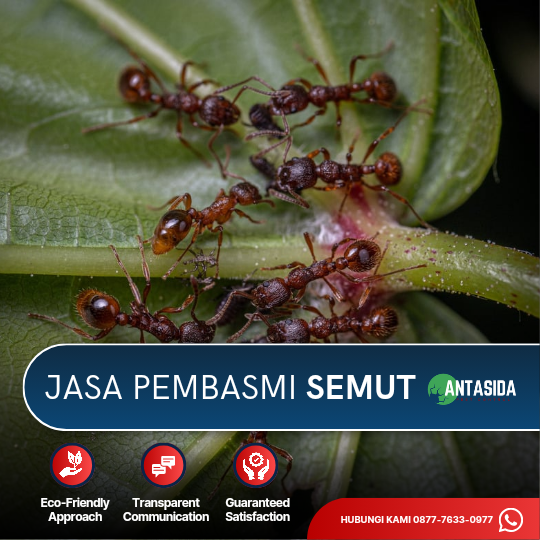 Jasa Pembasmi Semut